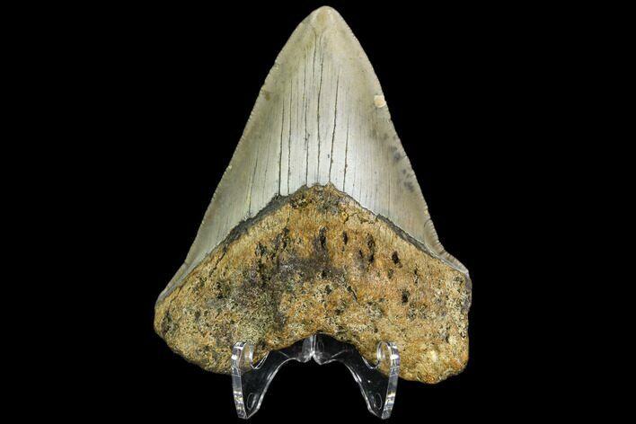 Fossil Megalodon Tooth - North Carolina #109025